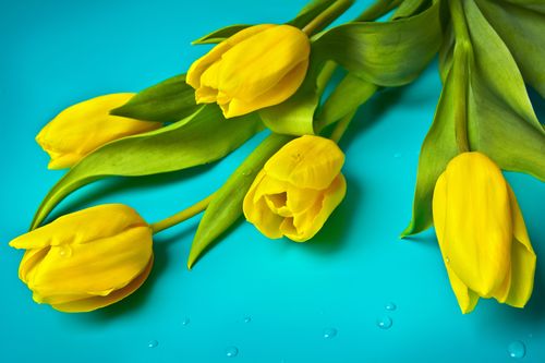 花朵,郁金香,黄色郁金香,植物花卉黄色郁金香图片 花朵,郁金香,黄色