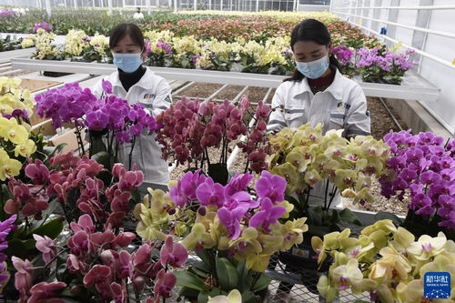 甘肃和政 智慧农业助力花卉产业升级