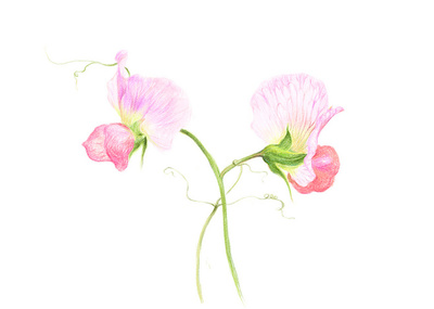 @麦小朵采集到有时间一起来画画:色铅笔花卉卷(20图)_花瓣插画