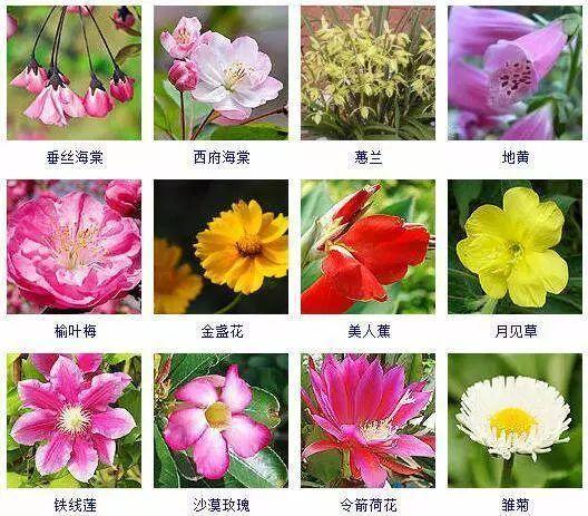 植物花卉千种图集,分享给喜欢养花的朋友