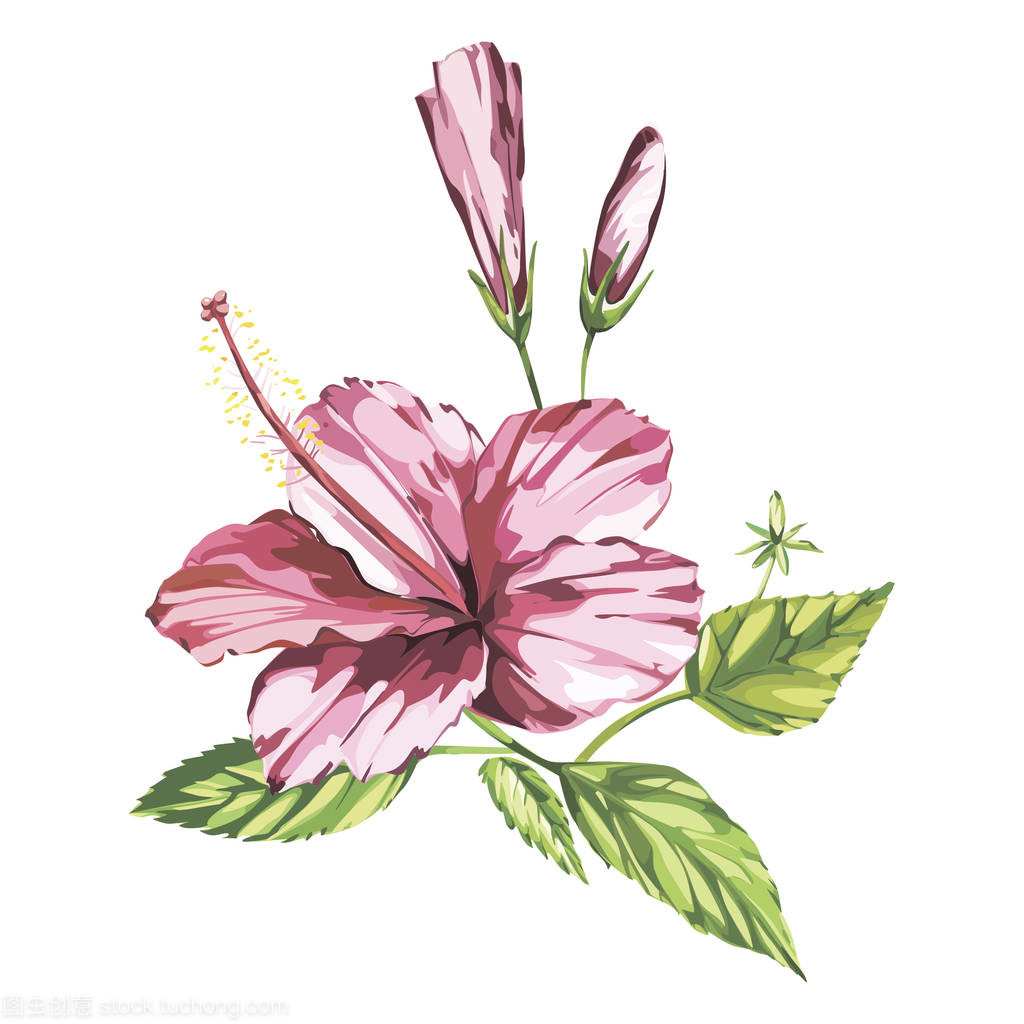 水彩矢量孤立地展示出粉红色的芙蓉花,在白色背景上的热带花卉组成。Eps 10