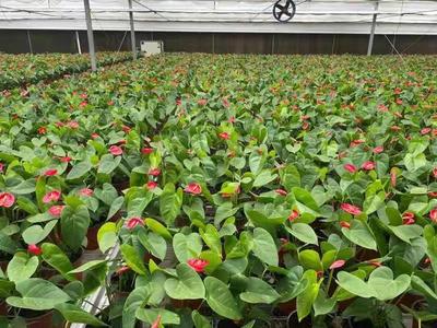 武汉:蔬菜花卉种苗工厂化生产标准化试点项目 实施半年多商品苗提高了5%以上